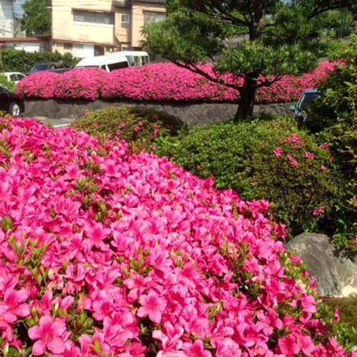 四季を感じる【庭園】