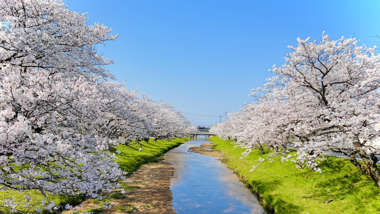 玉湯川の両岸約2kmに渡る約400本のソメイヨシノの桜並木