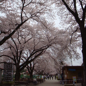 千本松牧場の桜