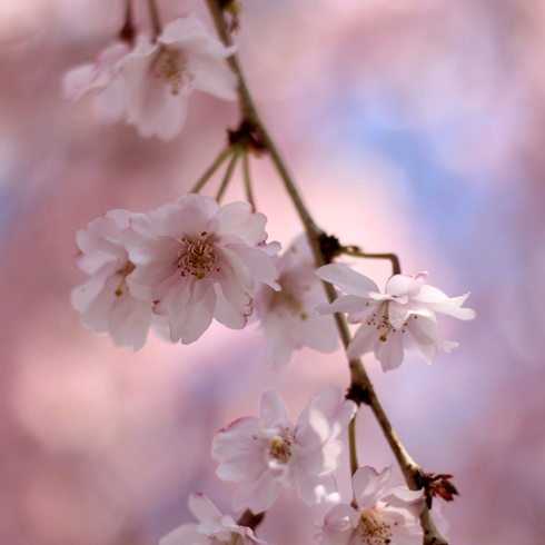 しだれ桜アップ