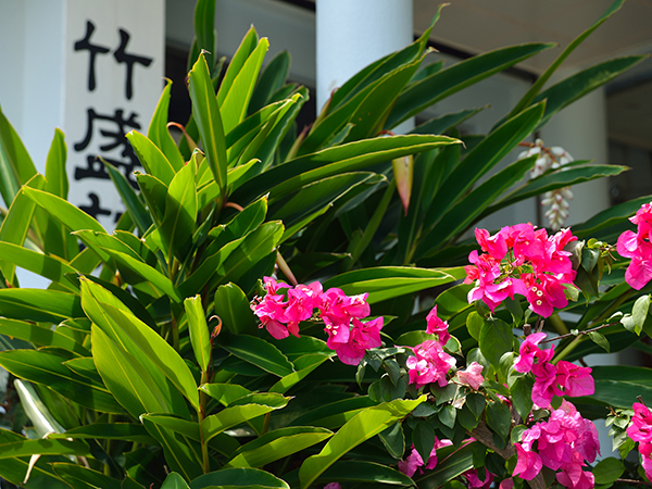 玄関には四季の花が咲きます。