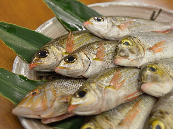 島で獲れた旬の魚をお召し上がりください