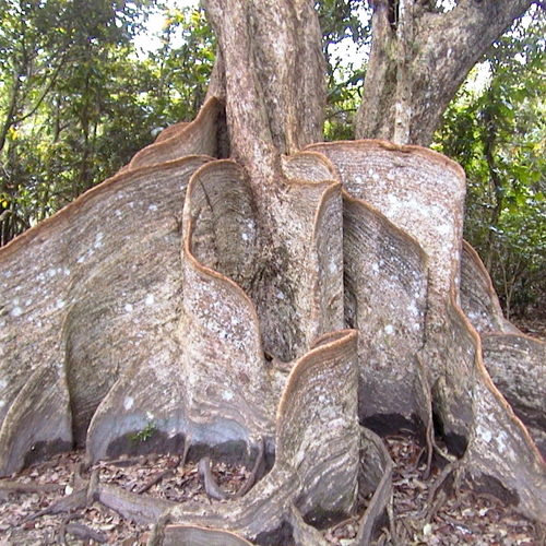 サキシマスオウノキの板根