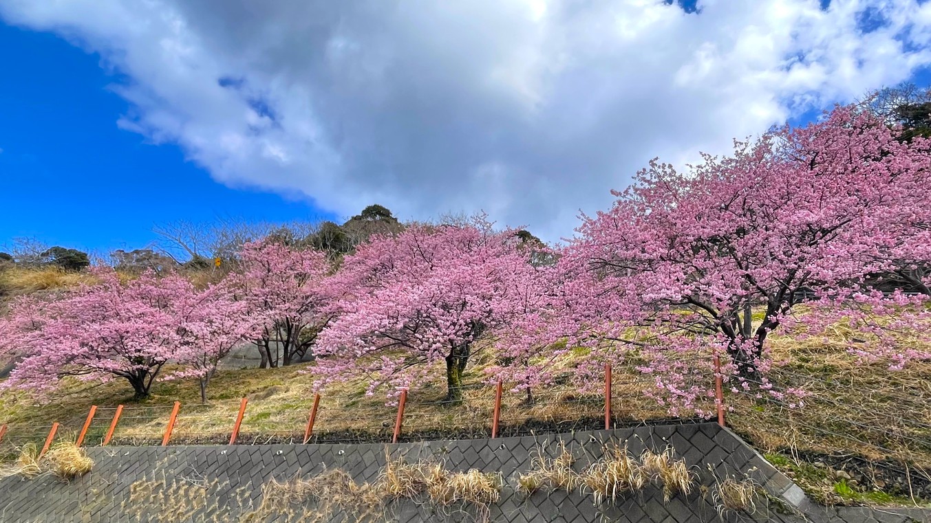 雲見温泉の河津桜