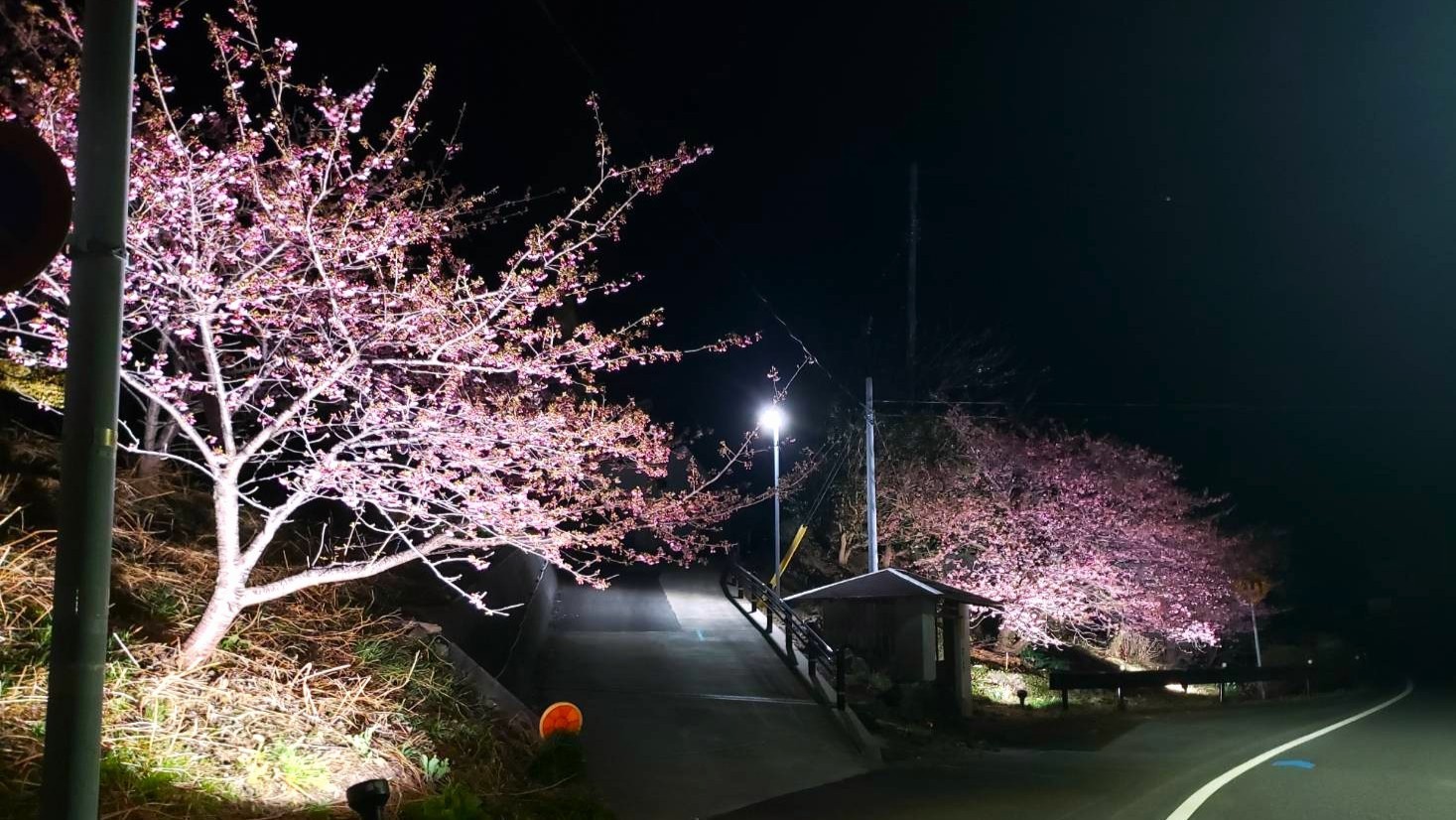雲見温泉の夜桜