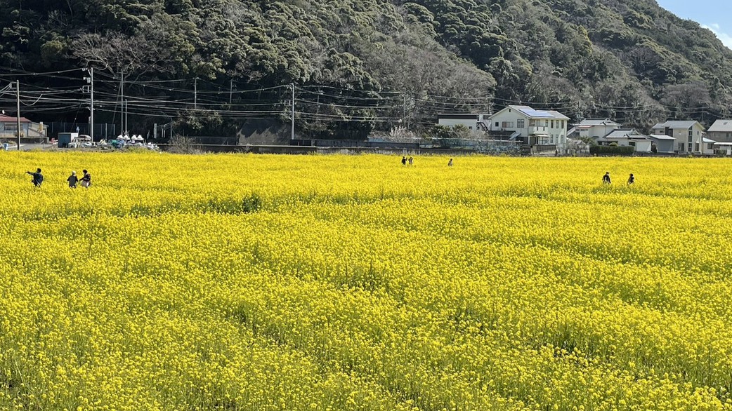 南伊豆の菜の花畑♪当館から車で約20分です。