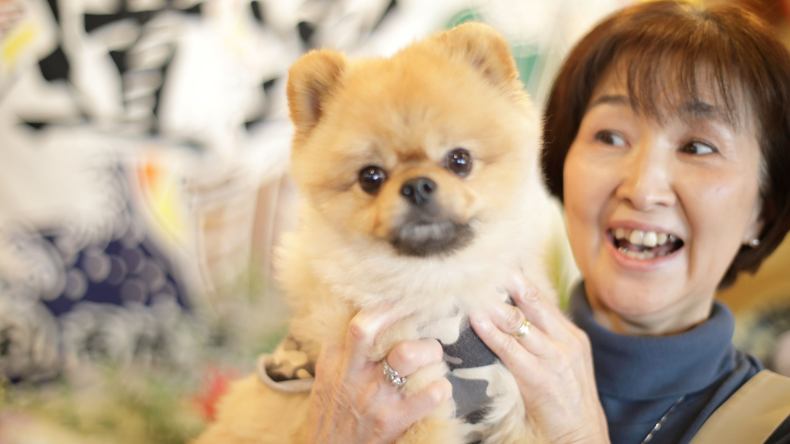 当館の看板犬のラクちゃん。当館は1日3組様限定でワンちゃんと一緒にご宿泊いただけます。