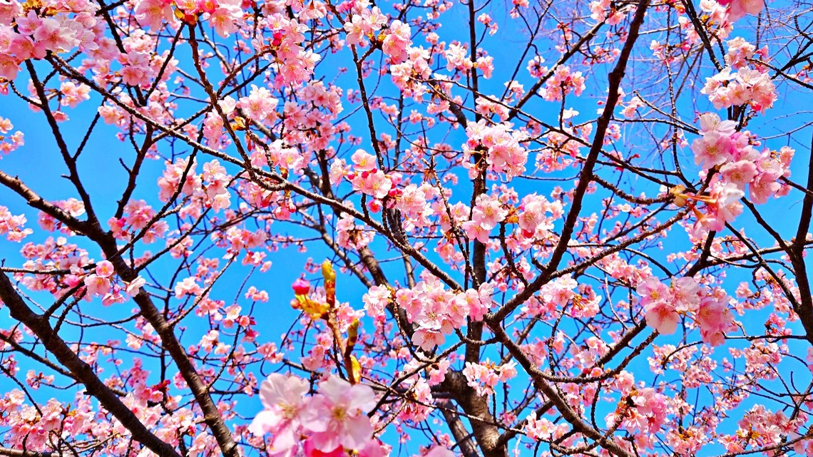 河津桜