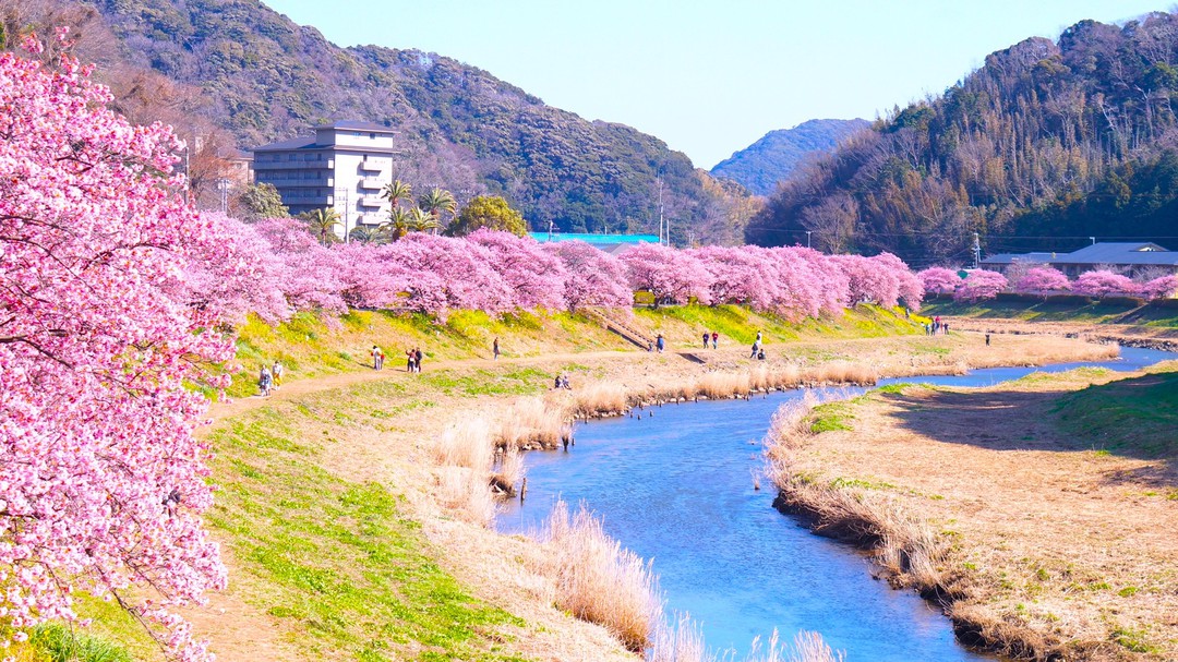 南伊豆みなみの桜と菜の花まつり