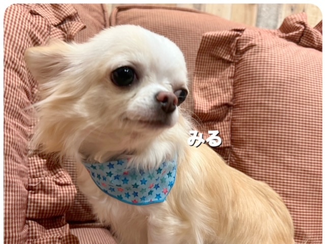 みる（チワワ）