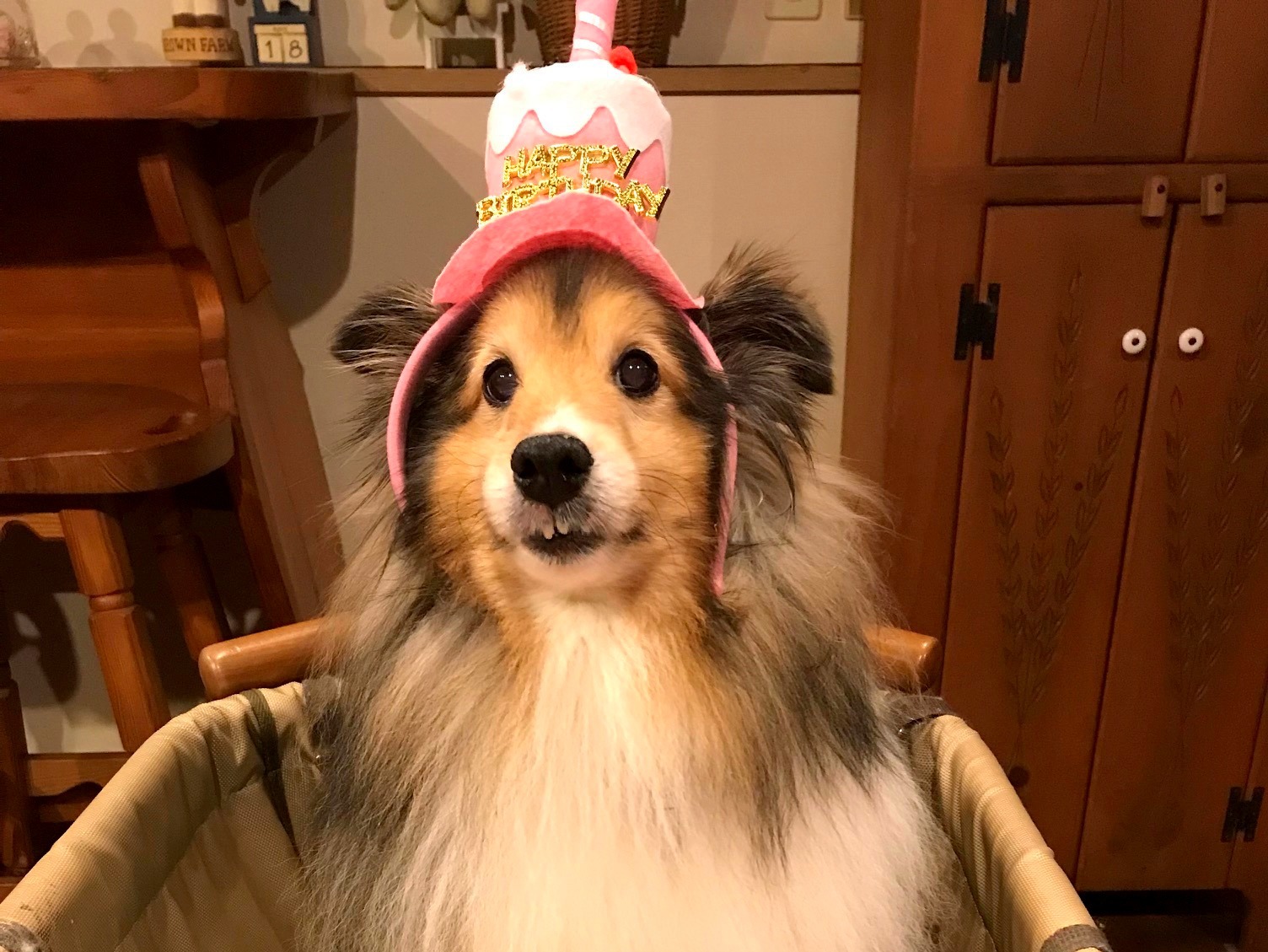 さくら（シェルティ）