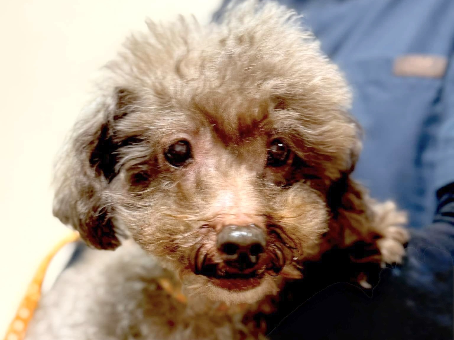 ハニィ（トイプードル）