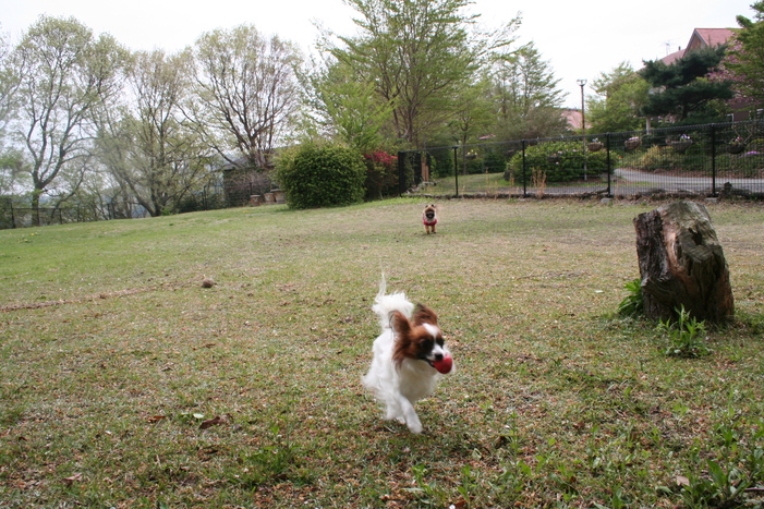 平らなドッグランは約３００坪思いっきり走れます