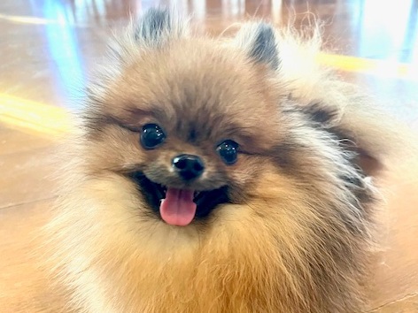 ぷか（ポメラニアン）