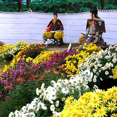 【横手市】豪華な菊人形祭りは例年10月下旬〜11月上旬横手市で開催されます。