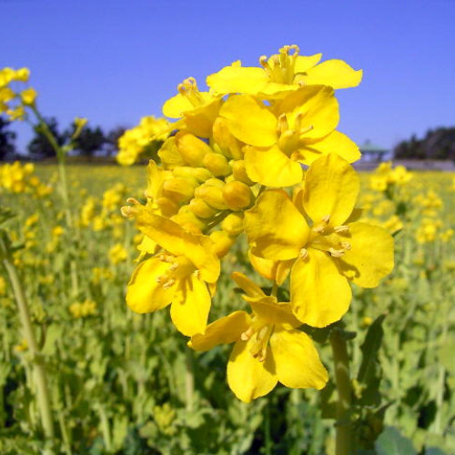 菜の花畑