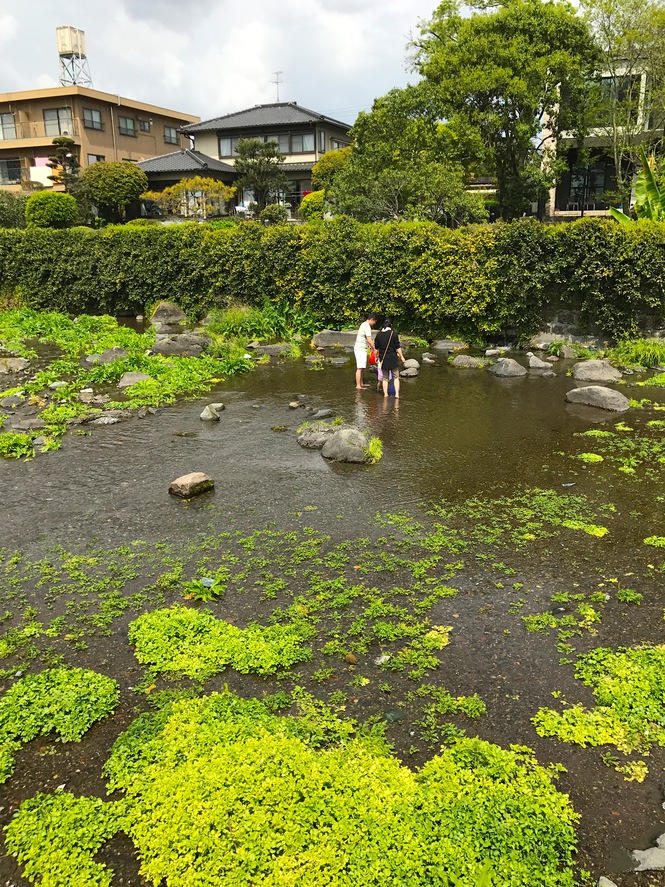 江津湖には小さいお子様でも安全に水遊びが出来る場所がたくさんあります