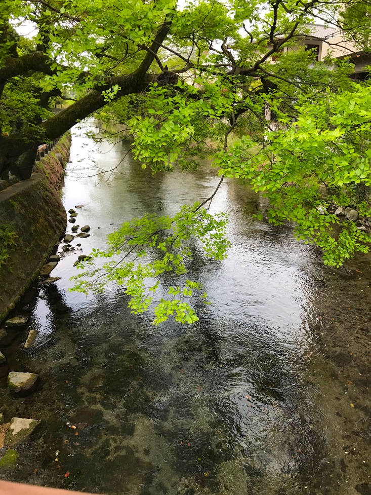 江津湖の透き通った水は癒しです