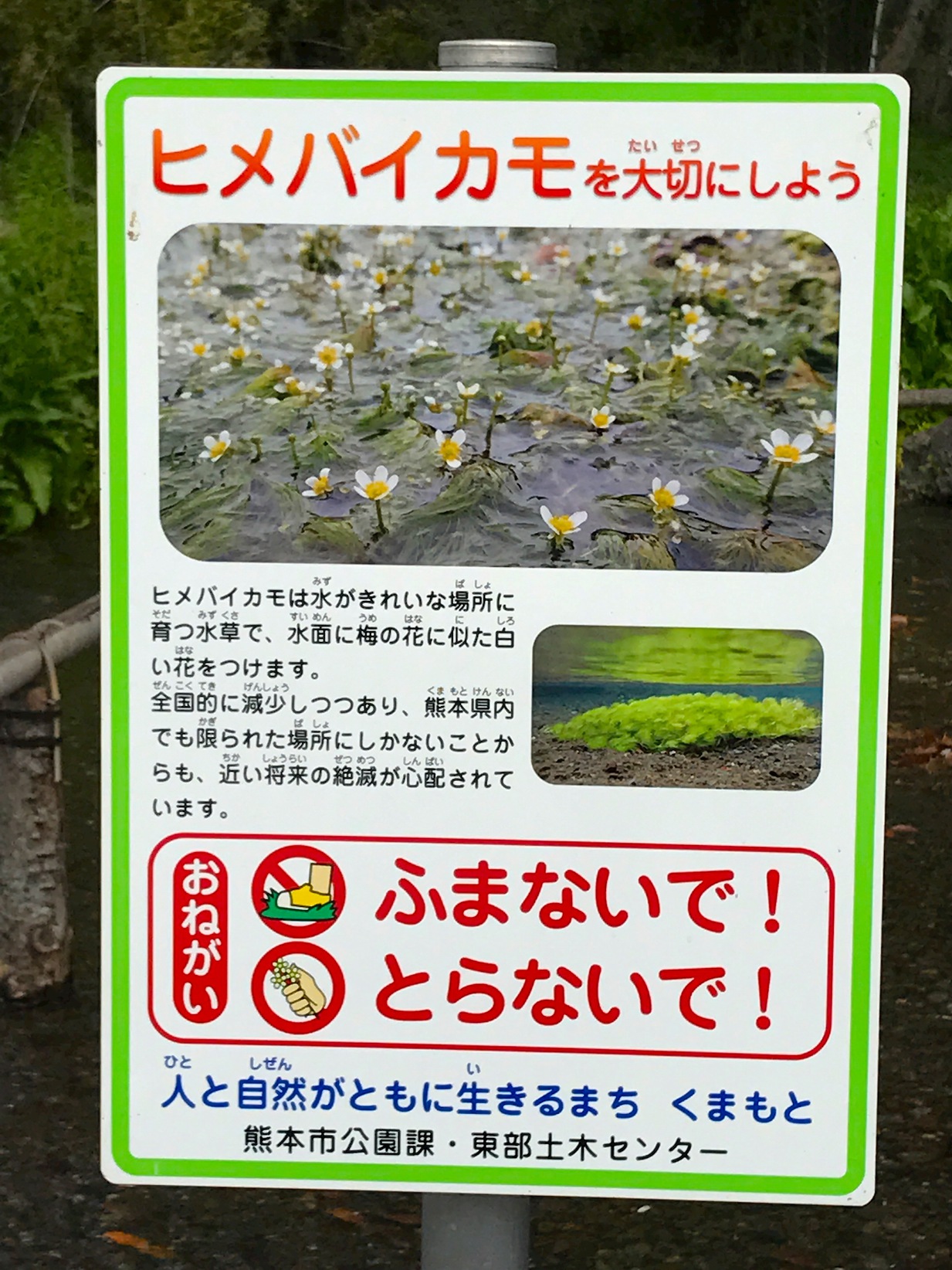 江津湖には色んな植物が保護されています