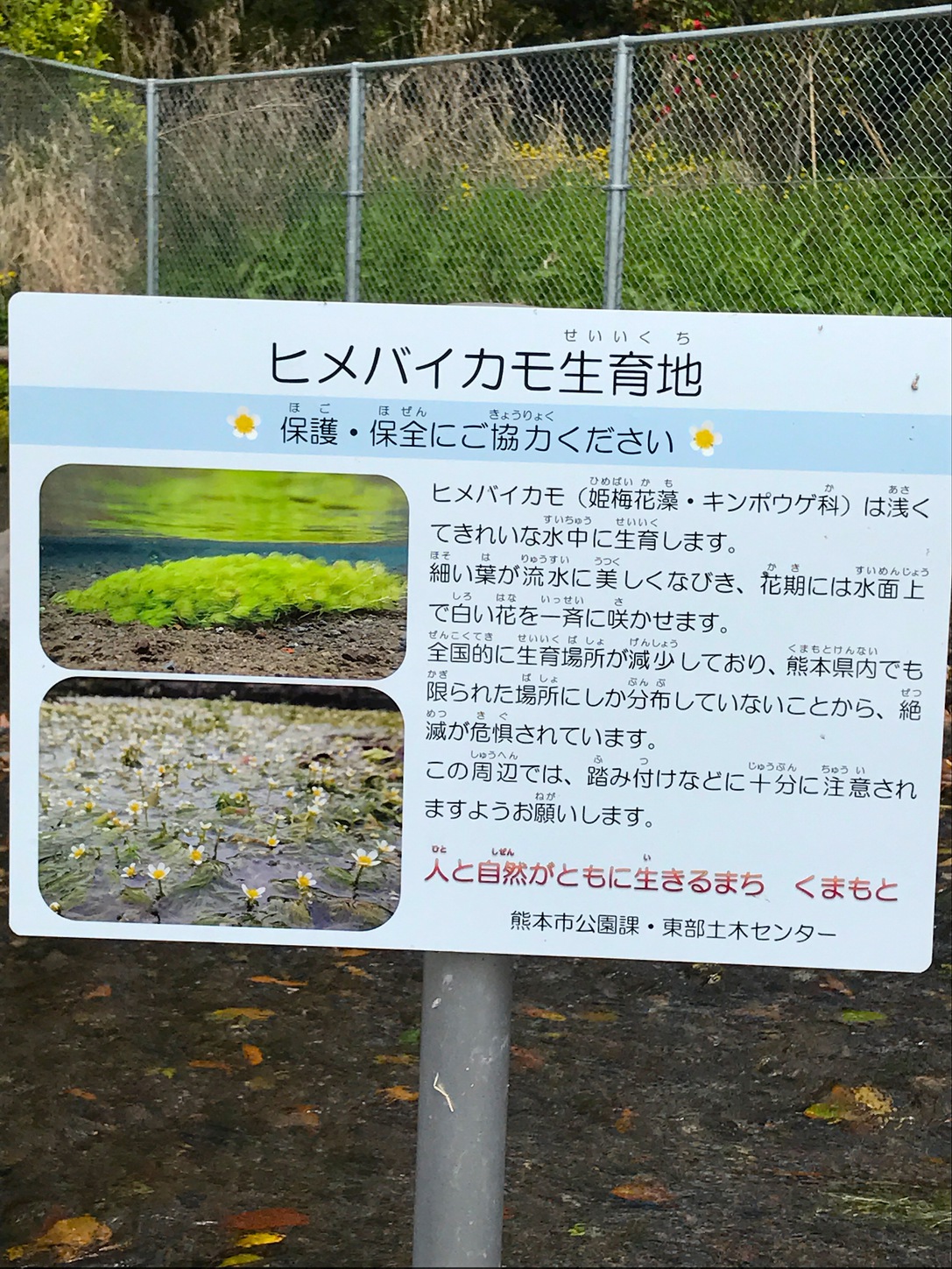 江津湖には色んな植物が保護されています