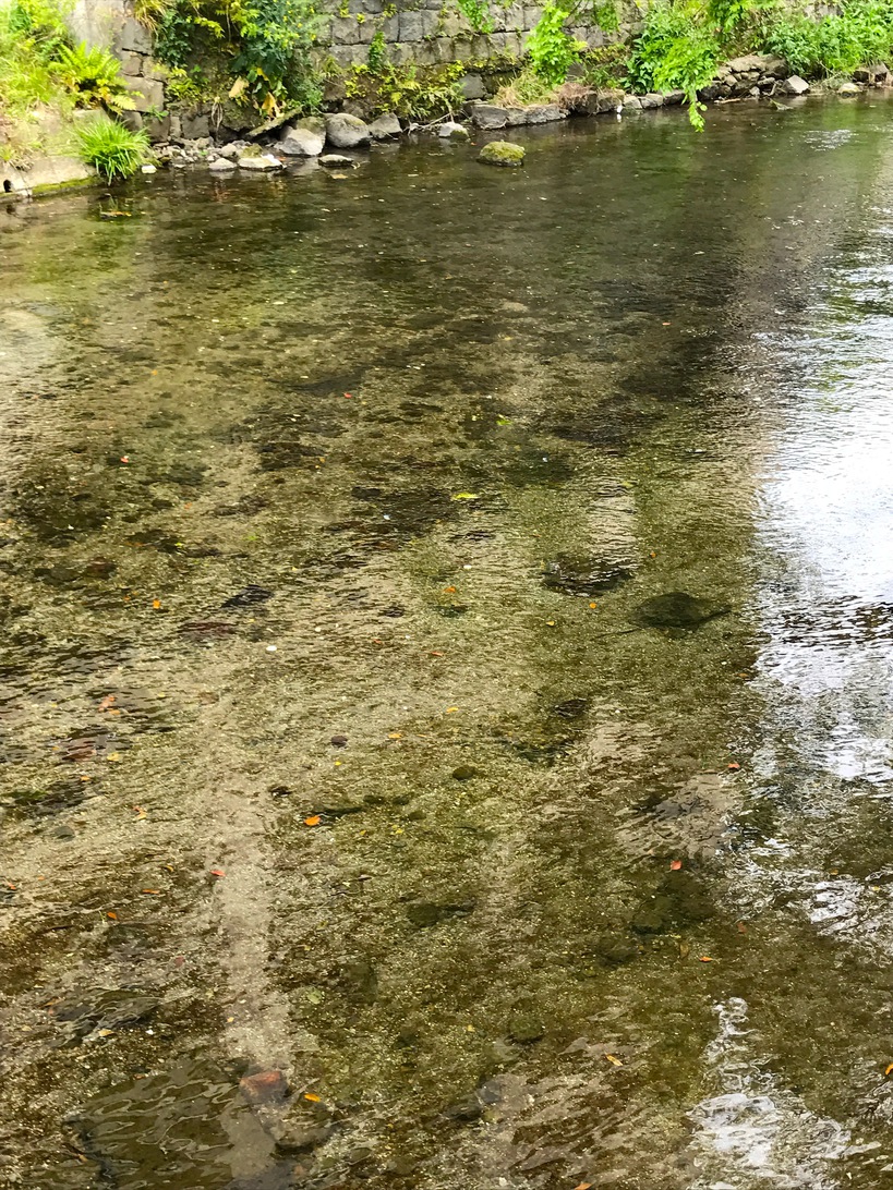 江津湖は湧水が豊富でとても澄んでいます