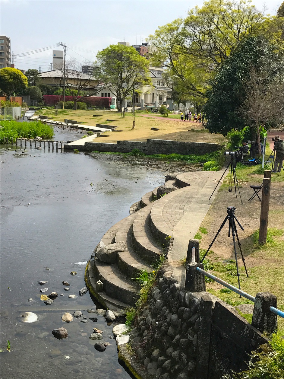 江津湖は色んな所で水遊びが出来ます