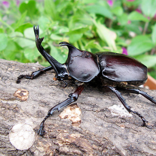 公園内に生息するカブト虫やクワガタ虫。生息スポットはスタッフに訪ねてみて