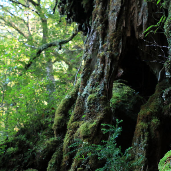 【白谷雲水峡】美しく神秘的な原生林を体感できます！
