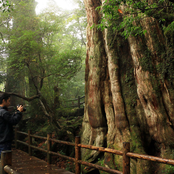 【紀元杉】屋久島を代表する樹齢3000年を越えると言われている巨木！
