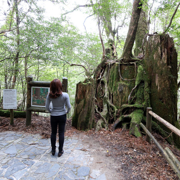 【ヤクスギランド】くぐり杉、仏陀杉など樹齢何千年の屋久杉が生育しています