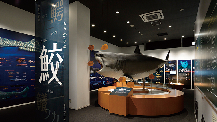 シャークミュージアム日本で唯一のサメの博物館車で20分
