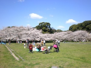 政庁跡桜