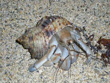 Uminosoba Pension Image 5, Okinawa Main island, Japan