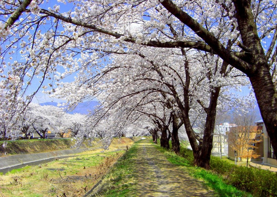 横河川・桜並木