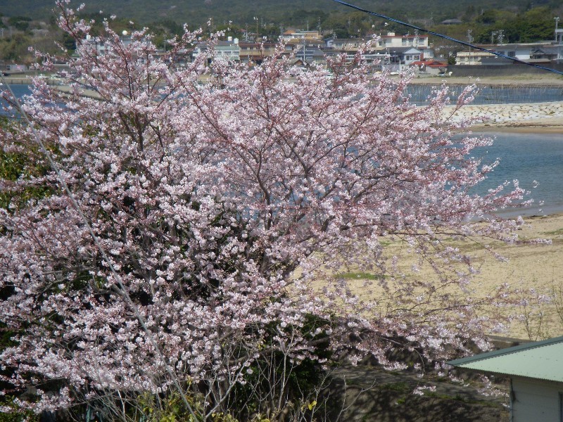 桜とあさり浜