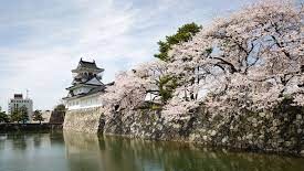 富山城址公園桜