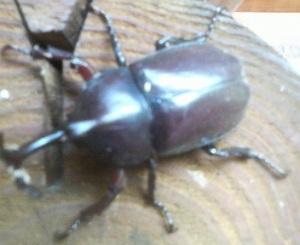 一戸建ログハウスのリゾートホテル チロリン村のnull