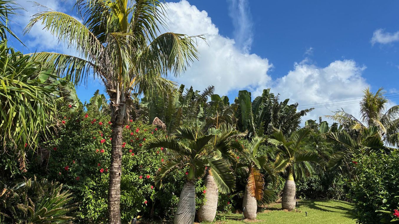 *【庭】日差しを浴びながら、南国の自然が息づく緑豊かな庭をお散歩