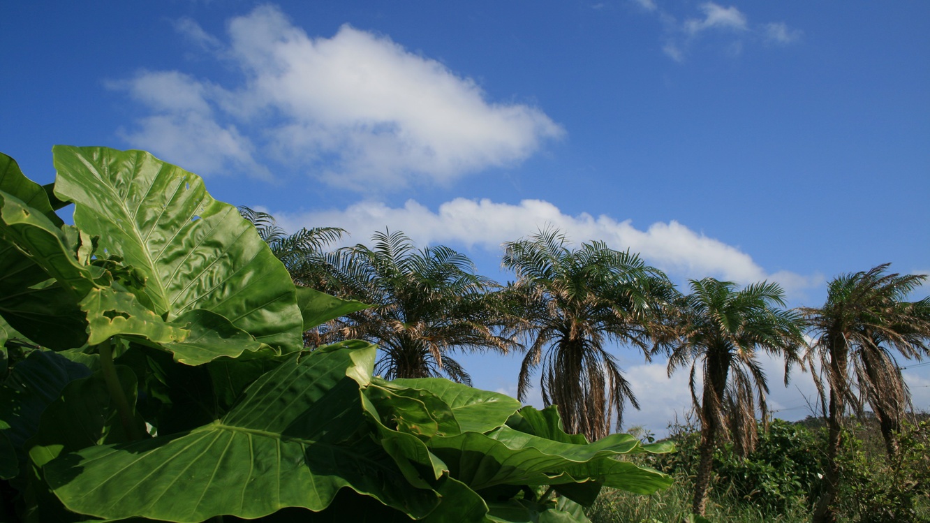 *【風景】沖縄でも自然が色濃く残っている西表島。時の流れがゆるやかに感じられます。