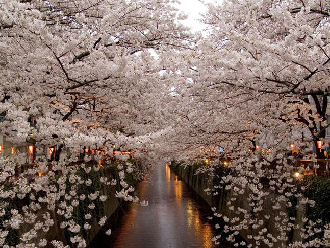 目黒川桜イメージ