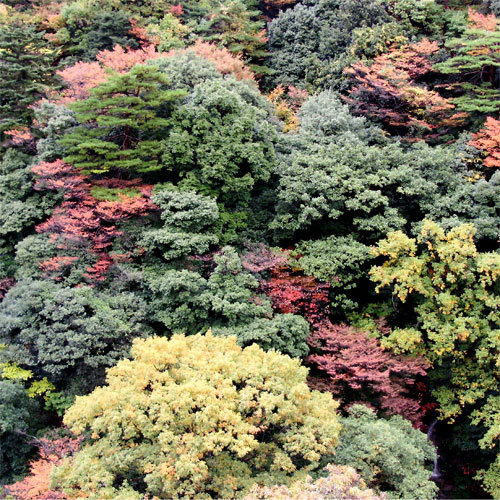 秋の御在所岳