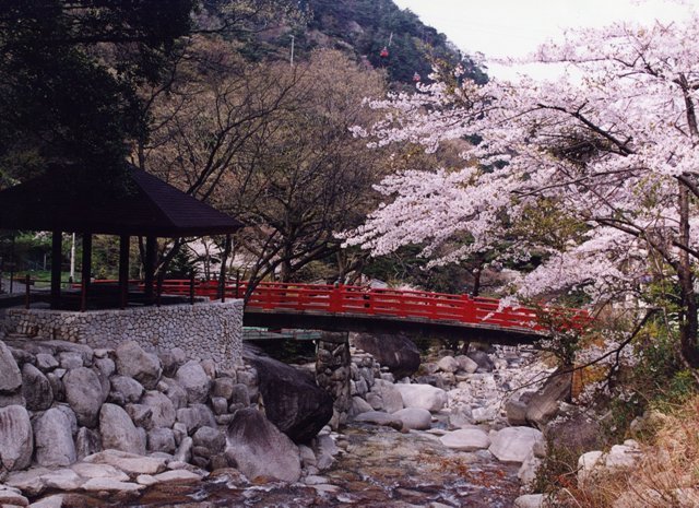 大石公園の桜