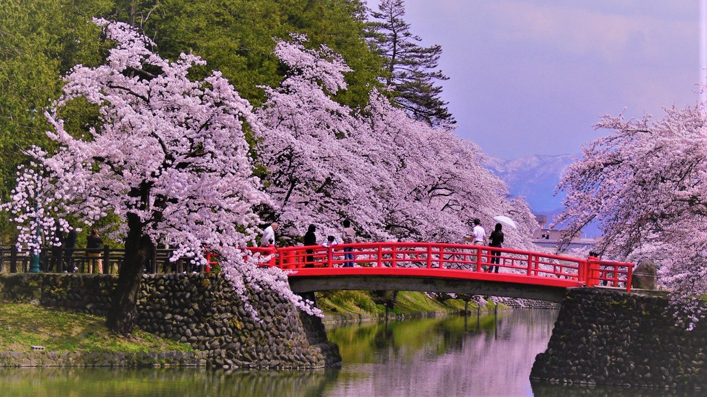上杉神社桜