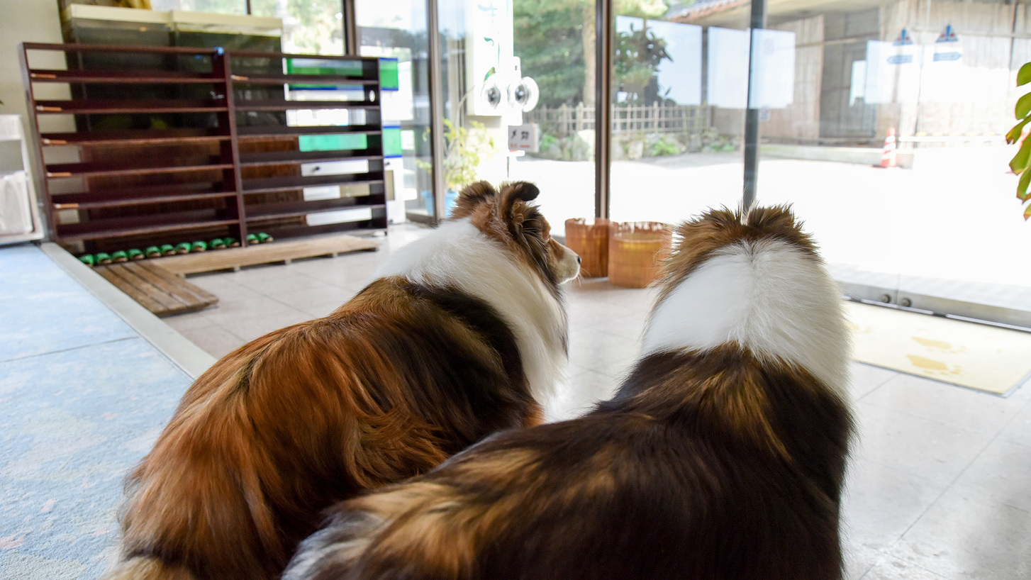 *【看板犬】いらっしゃいませ