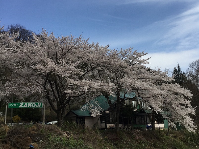 桜満開の全景