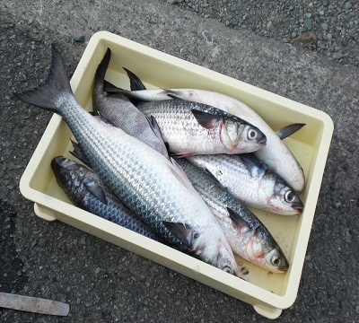 網で捕ったお腹パンパンのボラです。