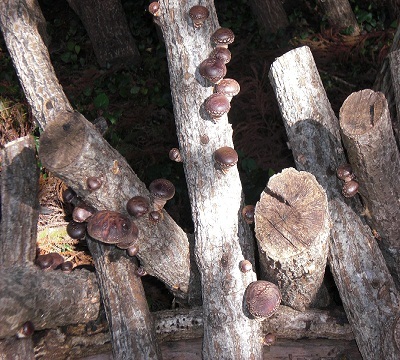 自家製しいたけです〜