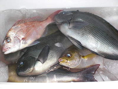 地魚〜おとうさんの釣りの釣果〜