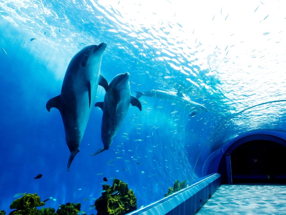 八景島シーパラダイスドルフィンファンタジー