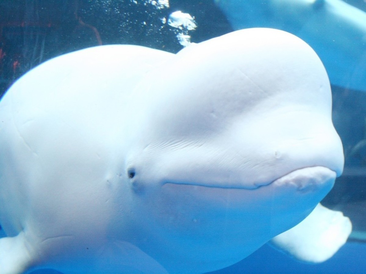 八景島シーパラダイスシロイルカ